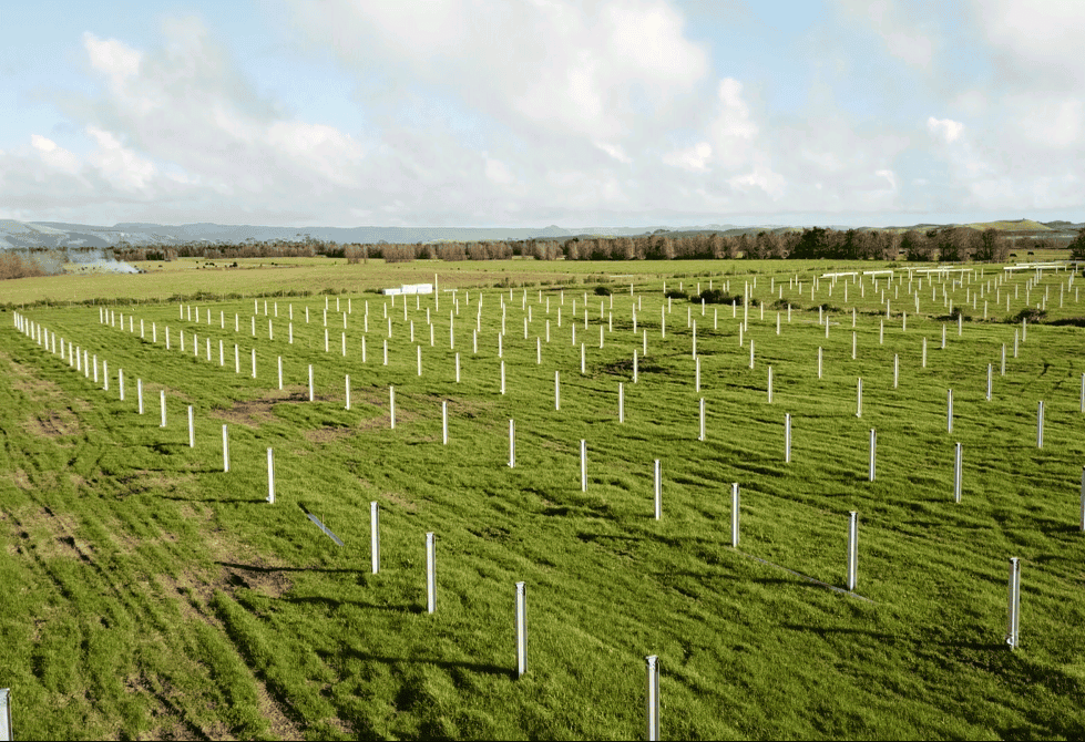 Kaitaia Piles